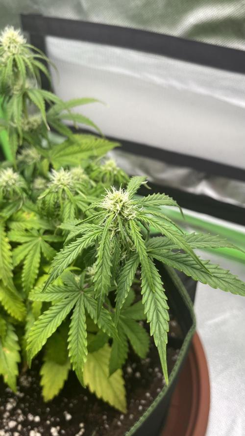 Pineapple Express - Fall 2025. Week 5