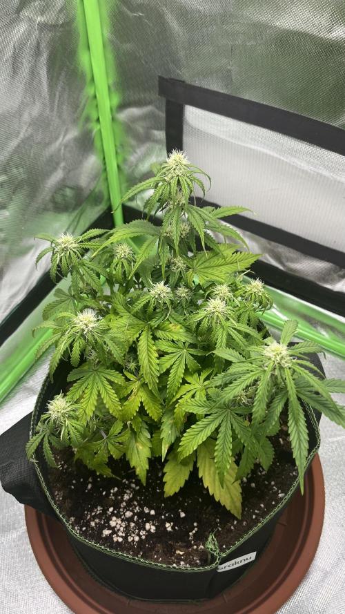 Pineapple Express - Fall 2025. Week 5
