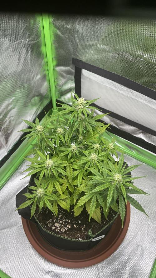 Pineapple Express - Fall 2025. Week 5