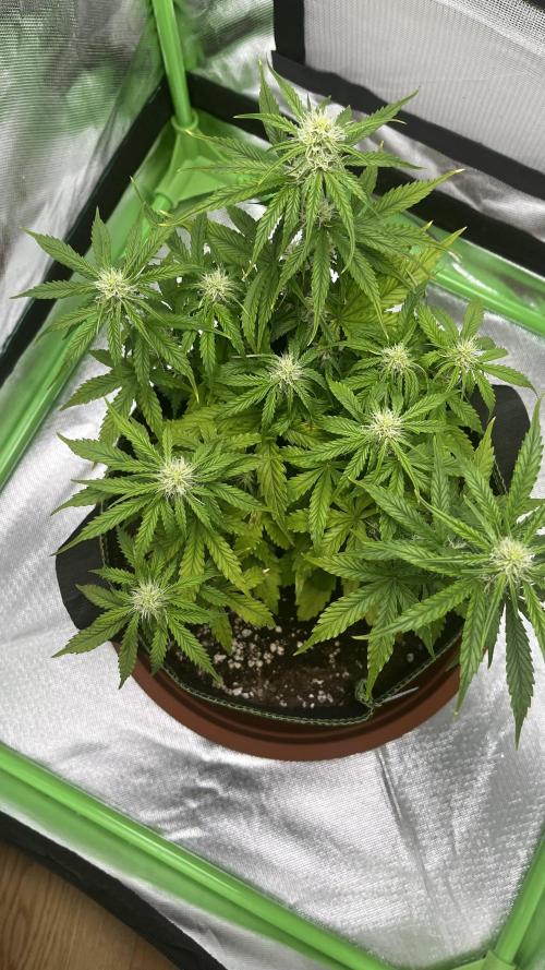 Pineapple Express - Fall 2025. Week 5
