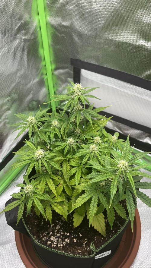 Pineapple Express - Fall 2025. Week 5
