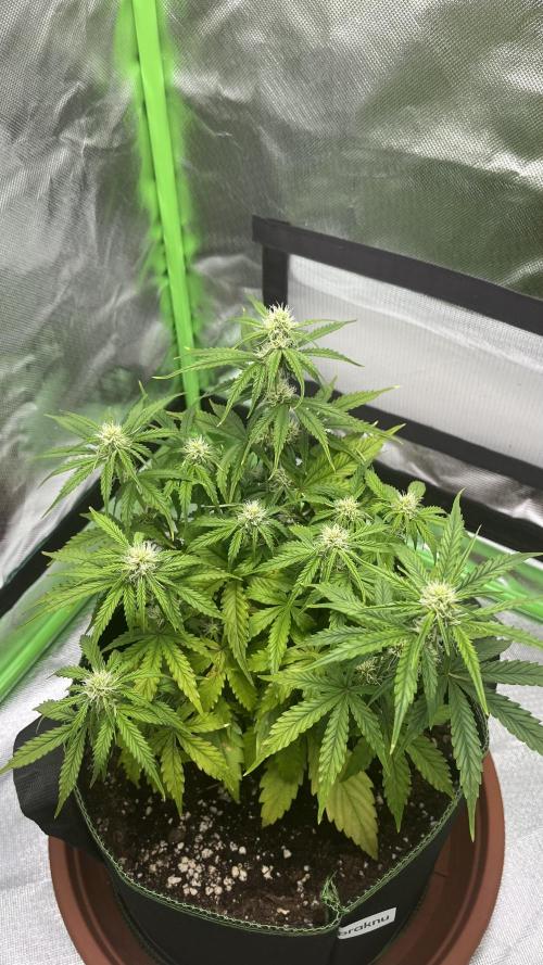 Pineapple Express - Fall 2025. Week 5