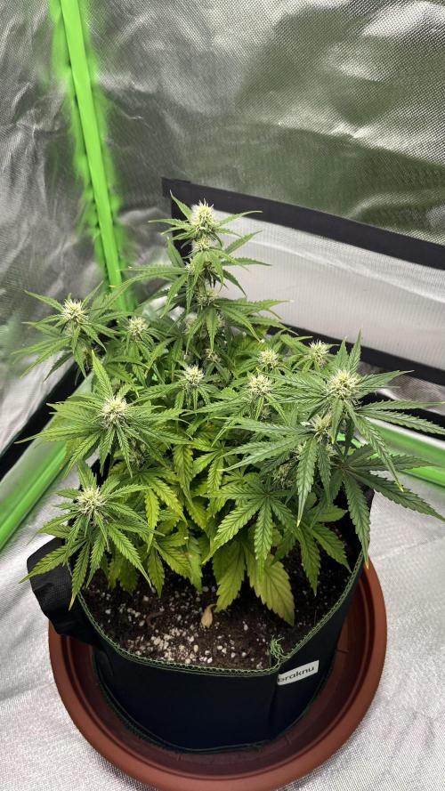 Pineapple Express - Fall 2025. Week 5