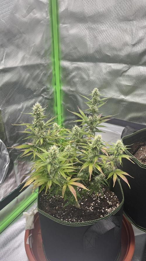 Pineapple Express - Fall 2025. Week 7