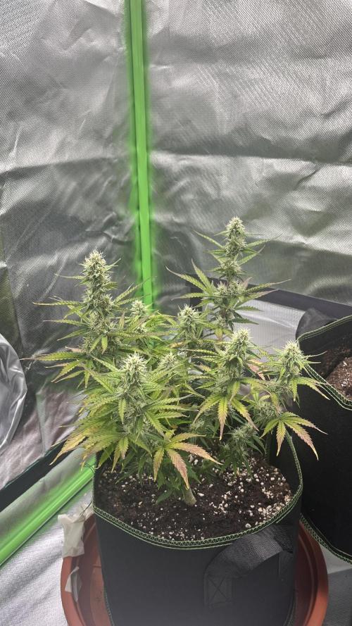 Pineapple Express - Fall 2025. Week 7