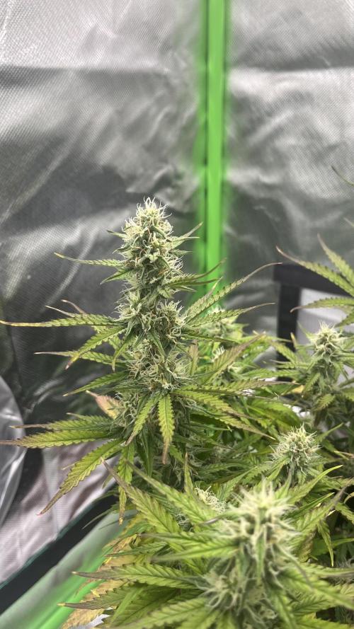 Pineapple Express - Fall 2025. Week 7