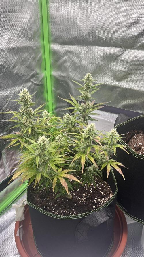 Pineapple Express - Fall 2025. Week 7