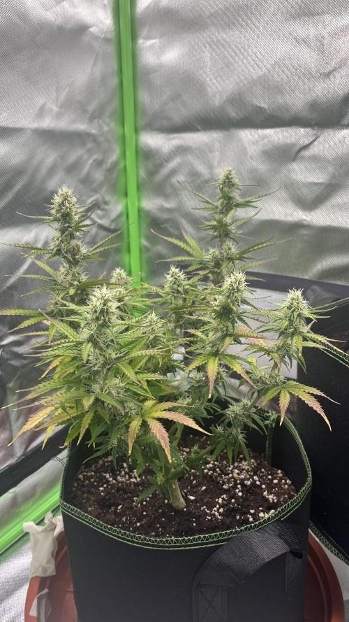 Pineapple Express - Fall 2025. Week 7