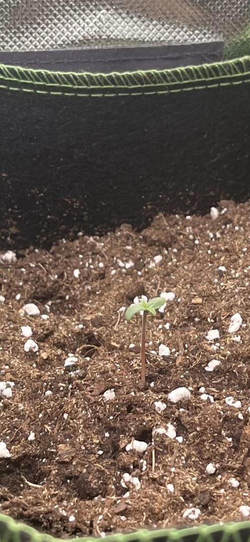 Northern Lights- Fall/Winter 2025. Week 0