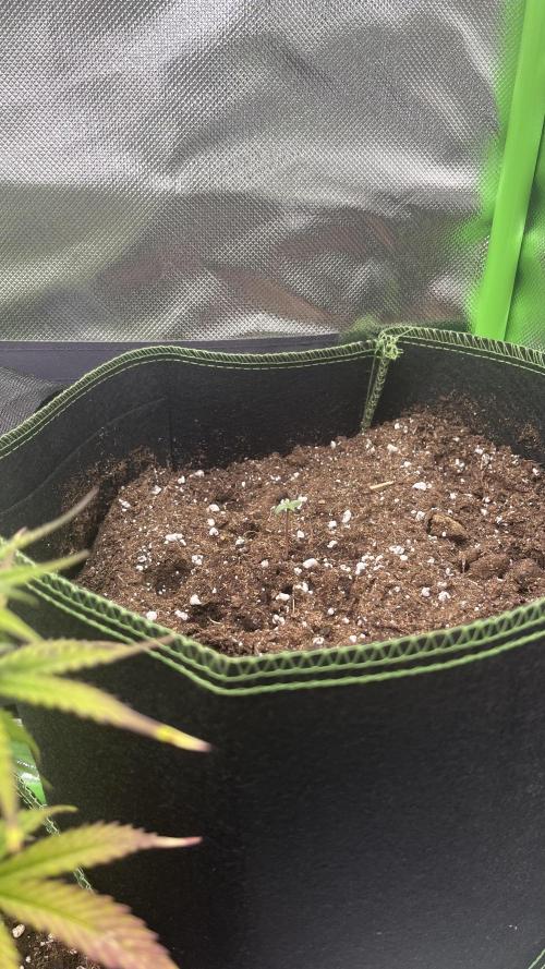 Northern Lights- Fall/Winter 2025. Week 0