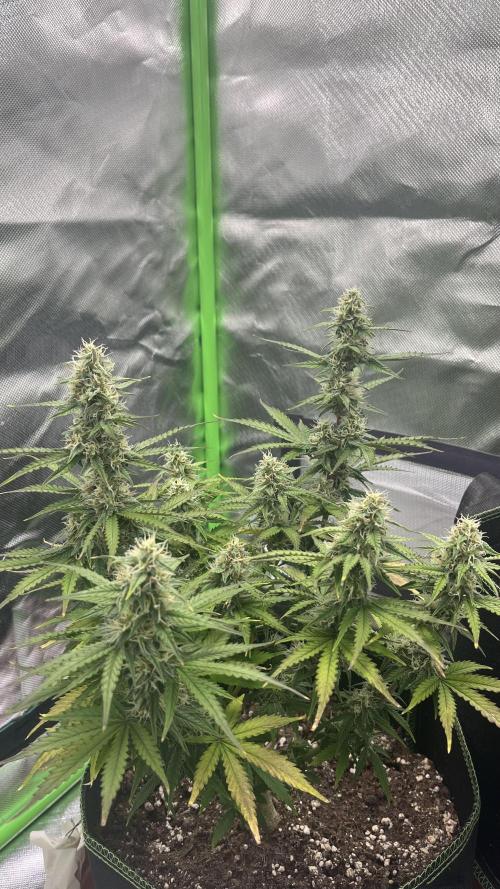 Pineapple Express - Fall 2025. Week 8