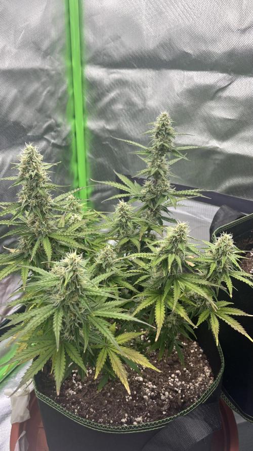 Pineapple Express - Fall 2025. Week 8