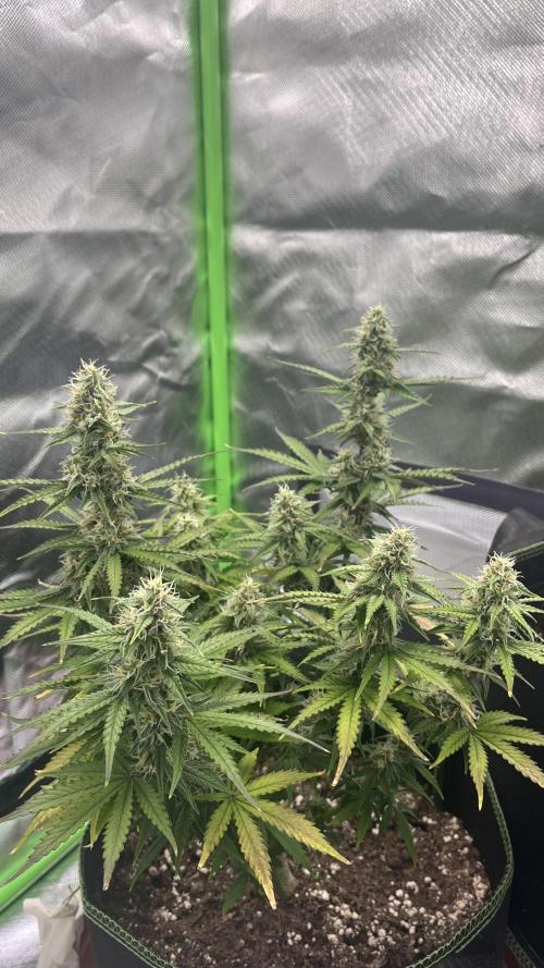 Pineapple Express - Fall 2025. Week 8
