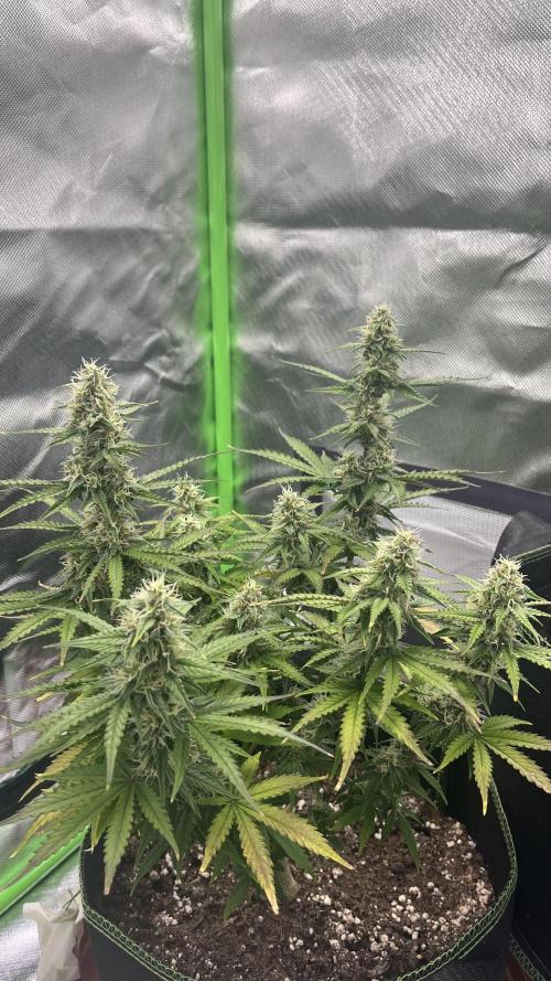 Pineapple Express - Fall 2025. Week 8