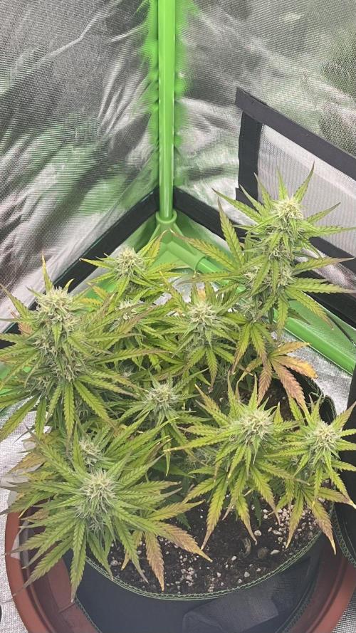 Pineapple Express - Fall 2025. Week 8