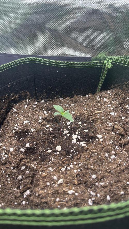 Northern Lights- Fall/Winter 2025. Week 1