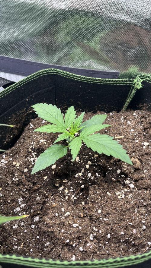 Northern Lights- Fall/Winter 2025. Week 2