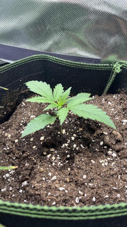 Northern Lights- Fall/Winter 2025. Week 2