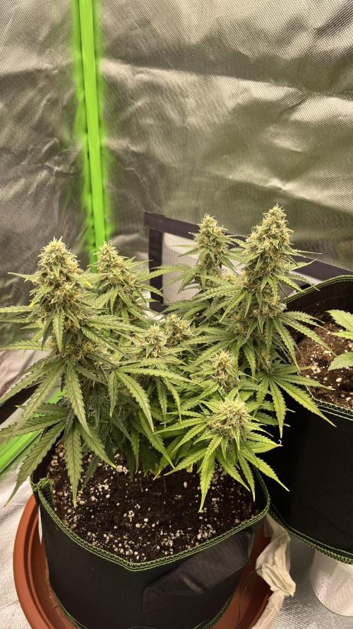 Pineapple Express - Fall 2025. Week 9