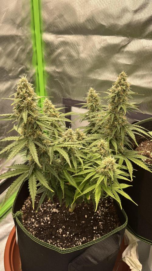 Pineapple Express - Fall 2025. Week 9