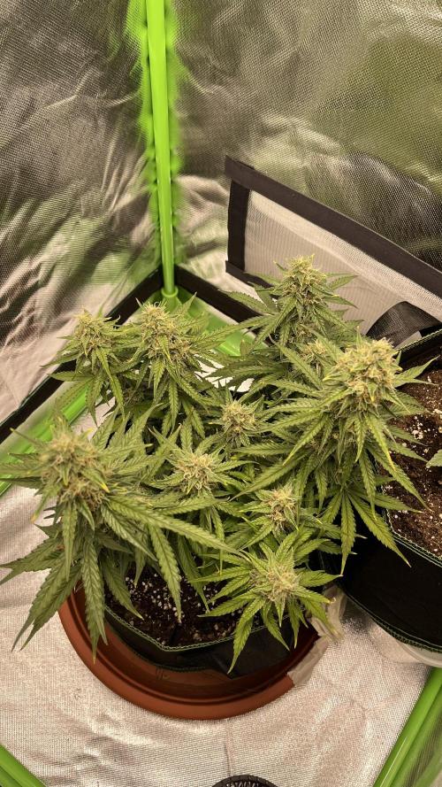 Pineapple Express - Fall 2025. Week 9