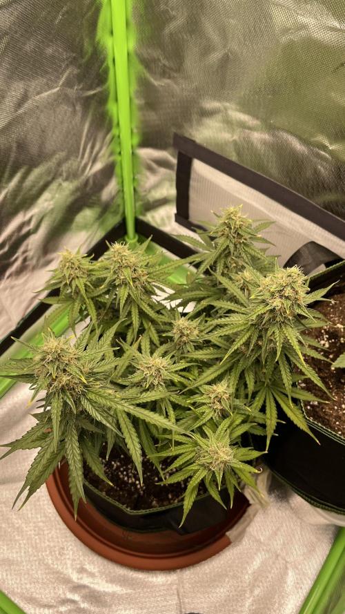 Pineapple Express - Fall 2025. Week 9