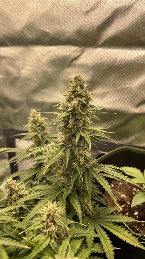 Pineapple Express - Fall 2025. Week 9