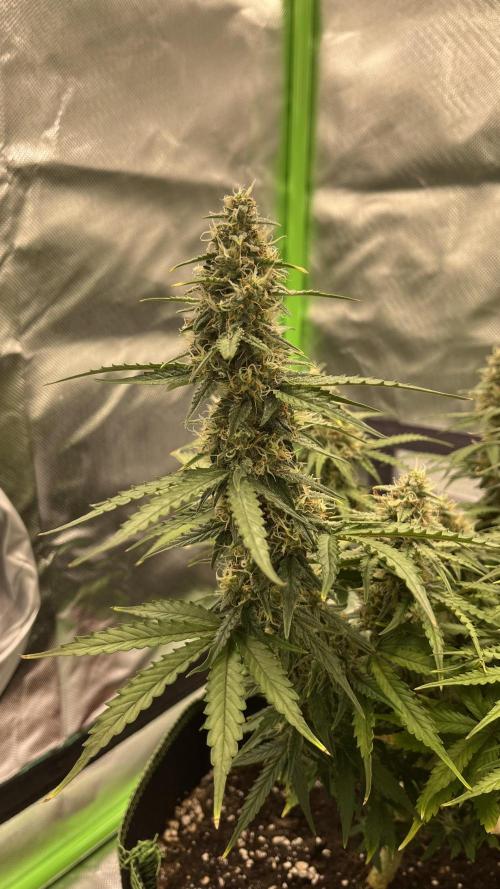 Pineapple Express - Fall 2025. Week 9