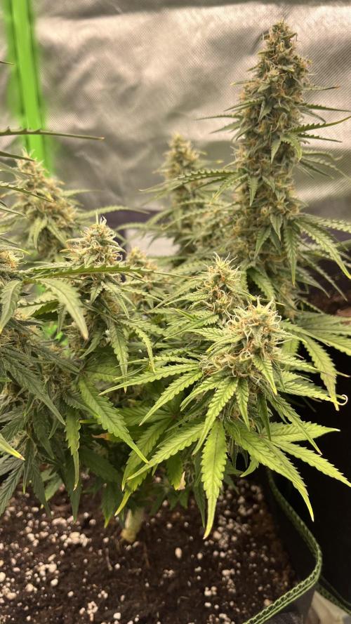 Pineapple Express - Fall 2025. Week 9