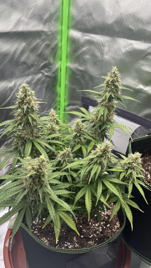 Pineapple Express - Fall 2025. Week 9