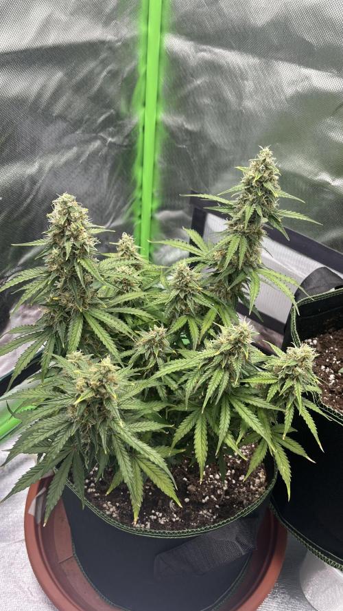 Pineapple Express - Fall 2025. Week 9