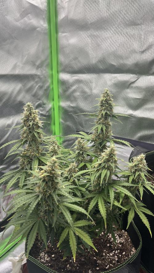 Pineapple Express - Fall 2025. Week 9