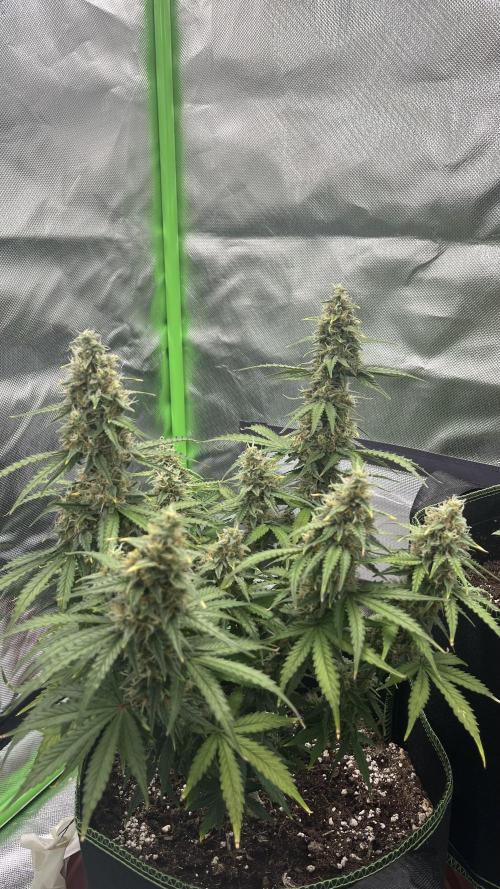Pineapple Express - Fall 2025. Week 9