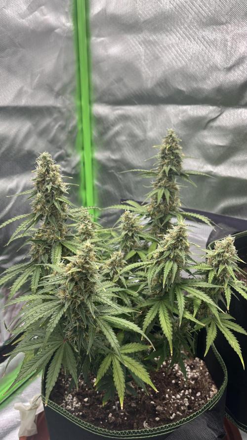 Pineapple Express - Fall 2025. Week 9