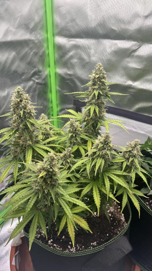 Pineapple Express - Fall 2025. Week 10