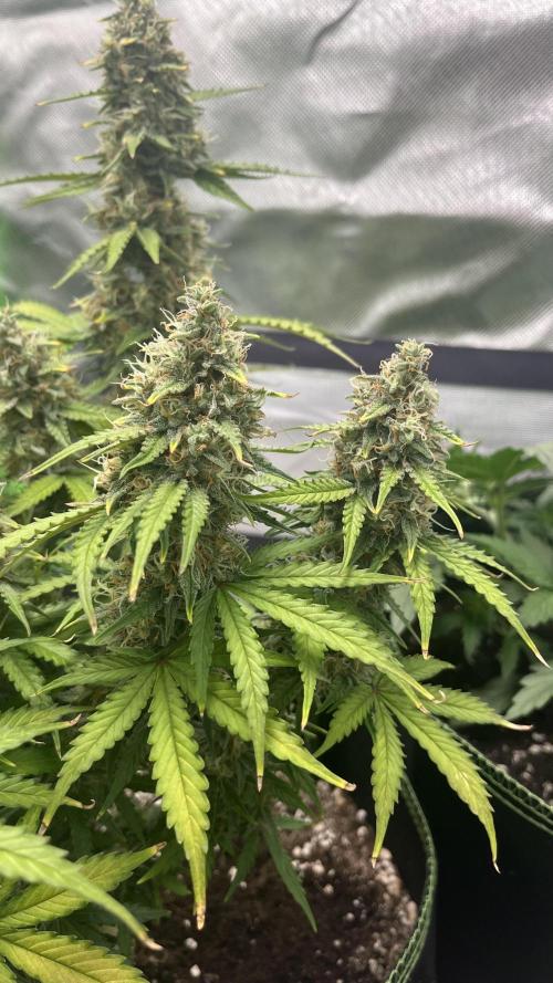 Pineapple Express - Fall 2025. Week 10