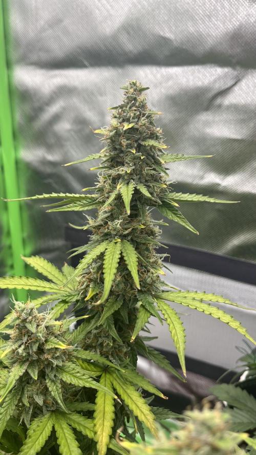 Pineapple Express - Fall 2025. Week 10
