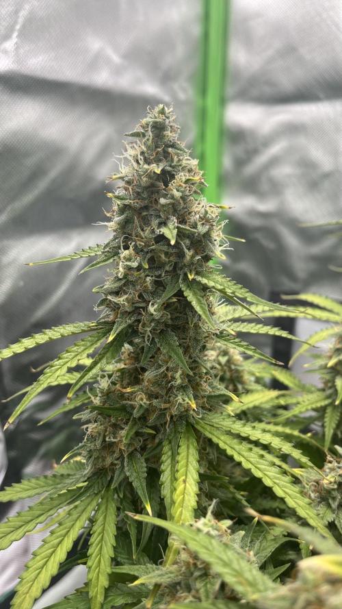Pineapple Express - Fall 2025. Week 10