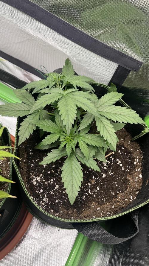 Northern Lights- Fall/Winter 2025. Week 3