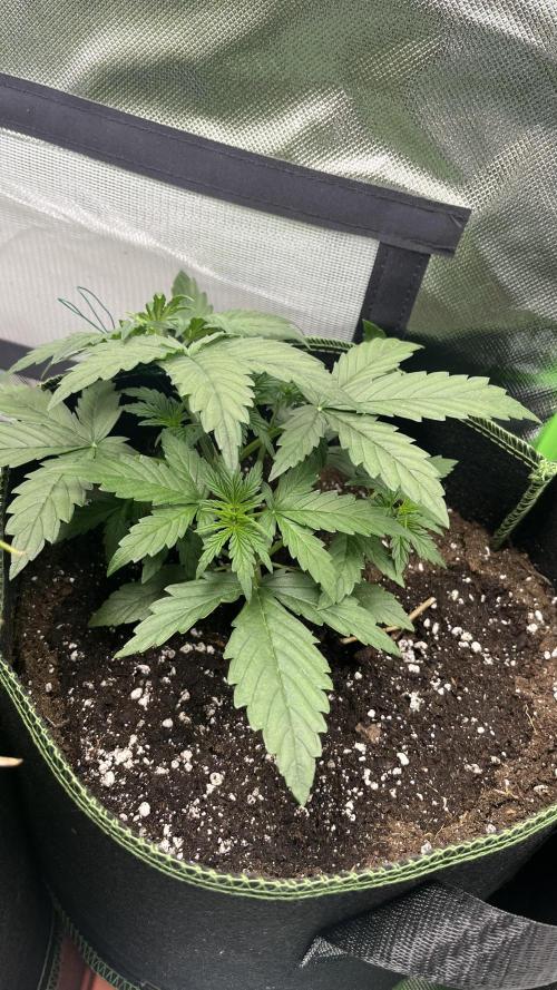 Northern Lights- Fall/Winter 2025. Week 3