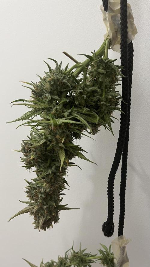 Pineapple Express - Fall 2025. Week 11