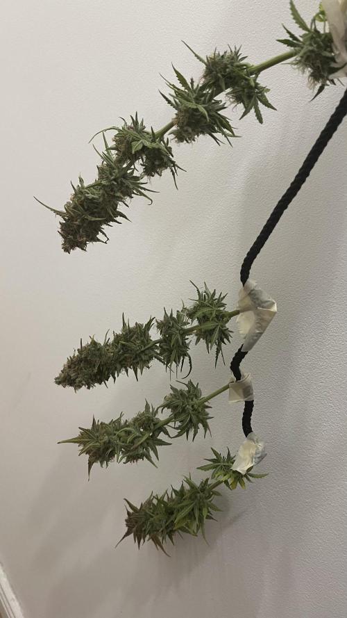 Pineapple Express - Fall 2025. Week 11