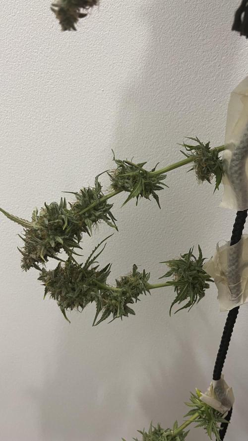 Pineapple Express - Fall 2025. Week 11