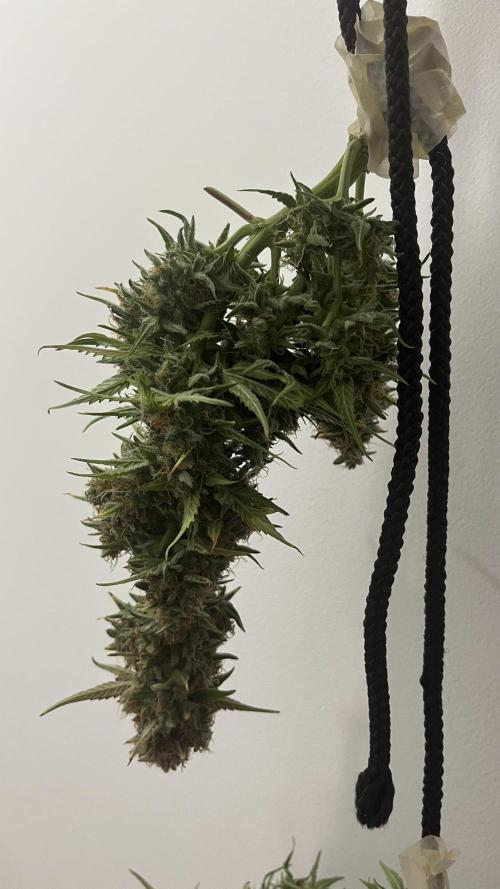 Pineapple Express - Fall 2025. Week 11