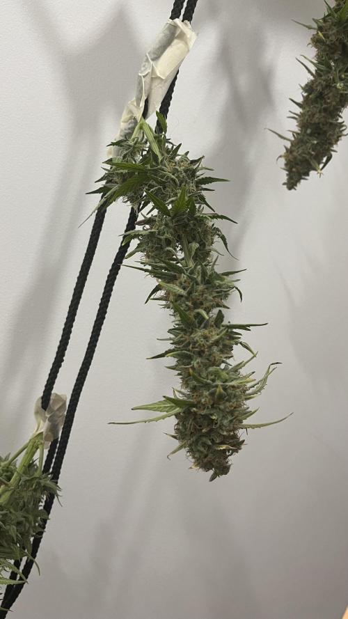 Pineapple Express - Fall 2025. Week 11