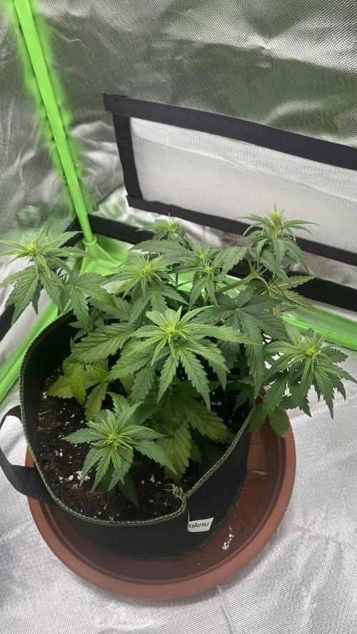 Northern Lights- Fall/Winter 2025. Week 4