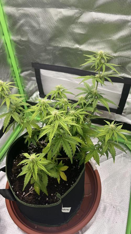 Northern Lights- Fall/Winter 2025. Week 5