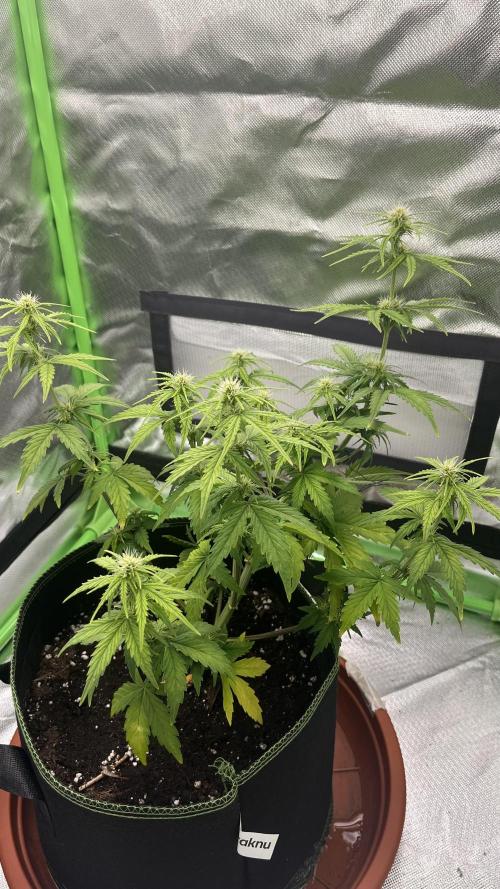 Northern Lights- Fall/Winter 2025. Week 5