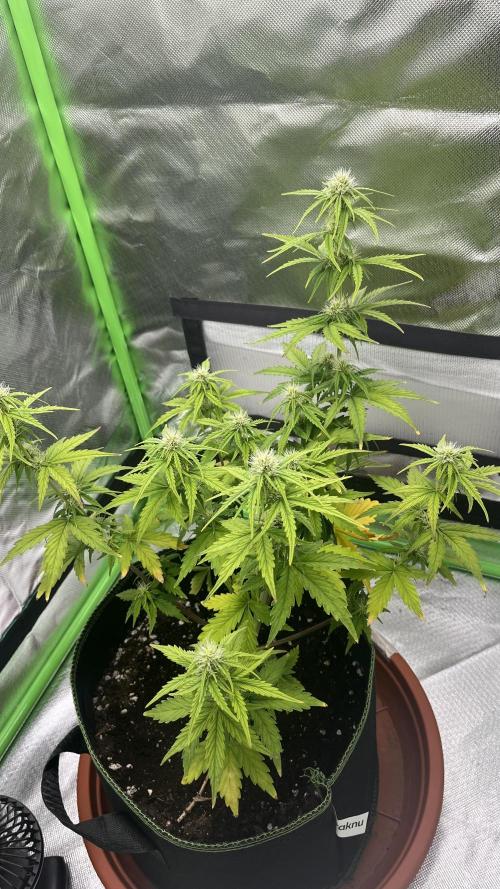 Northern Lights- Fall/Winter 2025. Week 6