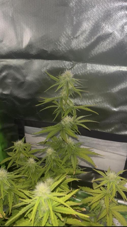 Northern Lights- Fall/Winter 2025. Week 6